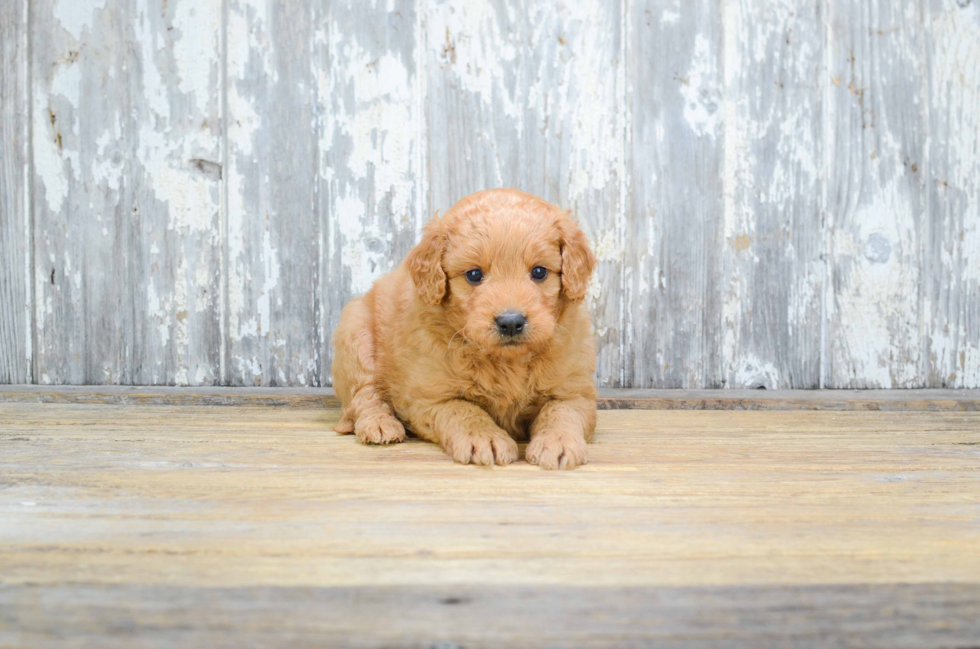 Mini Goldendoodle Puppy for Adoption