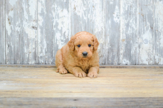 Mini Goldendoodle Puppy for Adoption