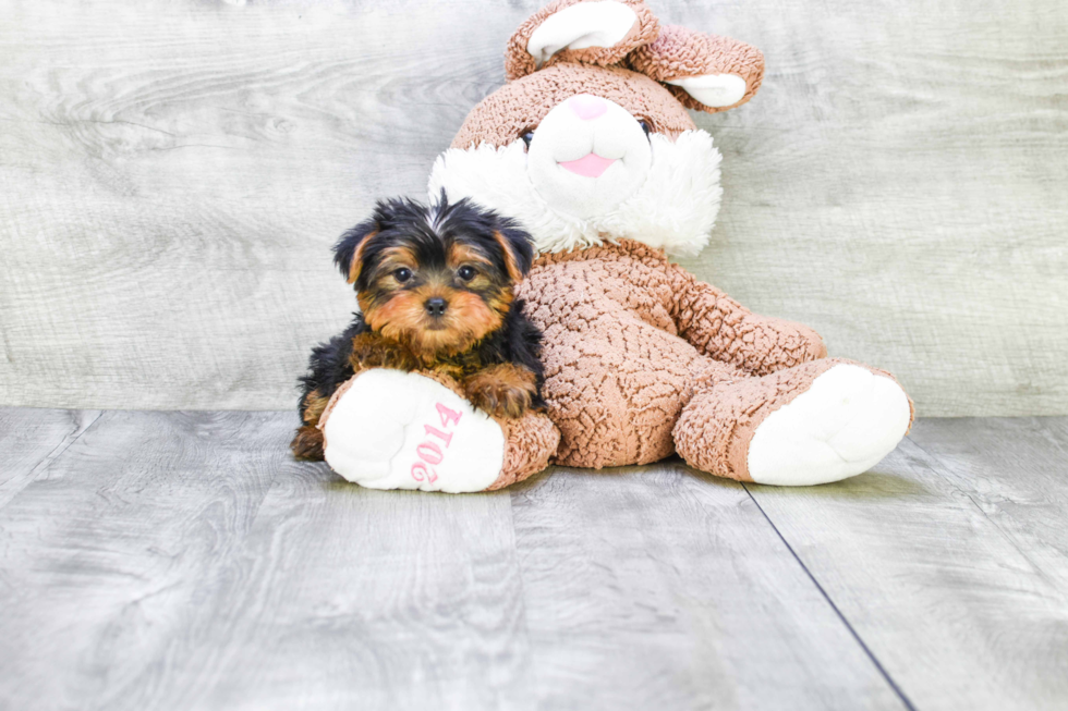 Meet Capone - our Yorkshire Terrier Puppy Photo 