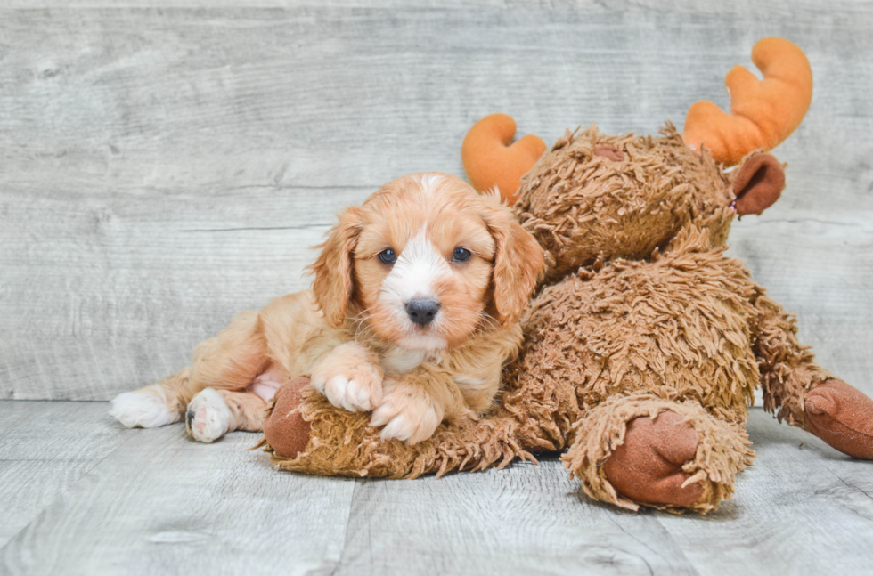 Cavapoo Puppy for Adoption