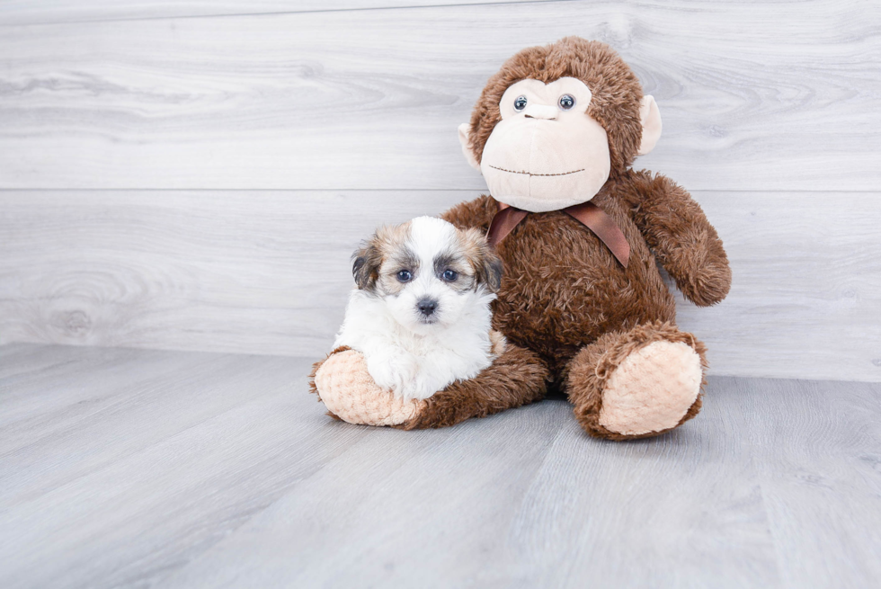 Popular Teddy Bear Designer Pup