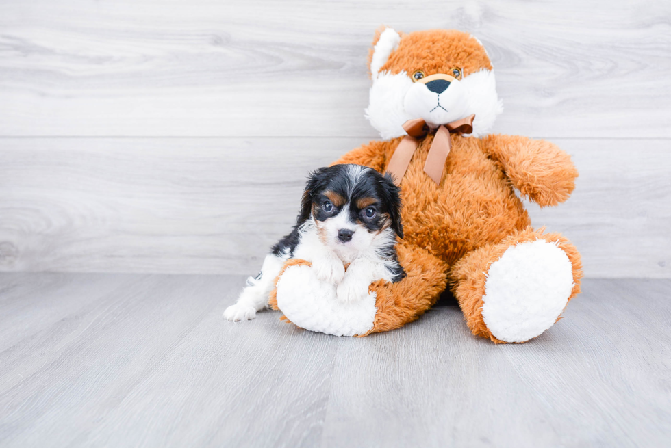 Adorable Cavalier King Charles Spaniel Purebred Puppy