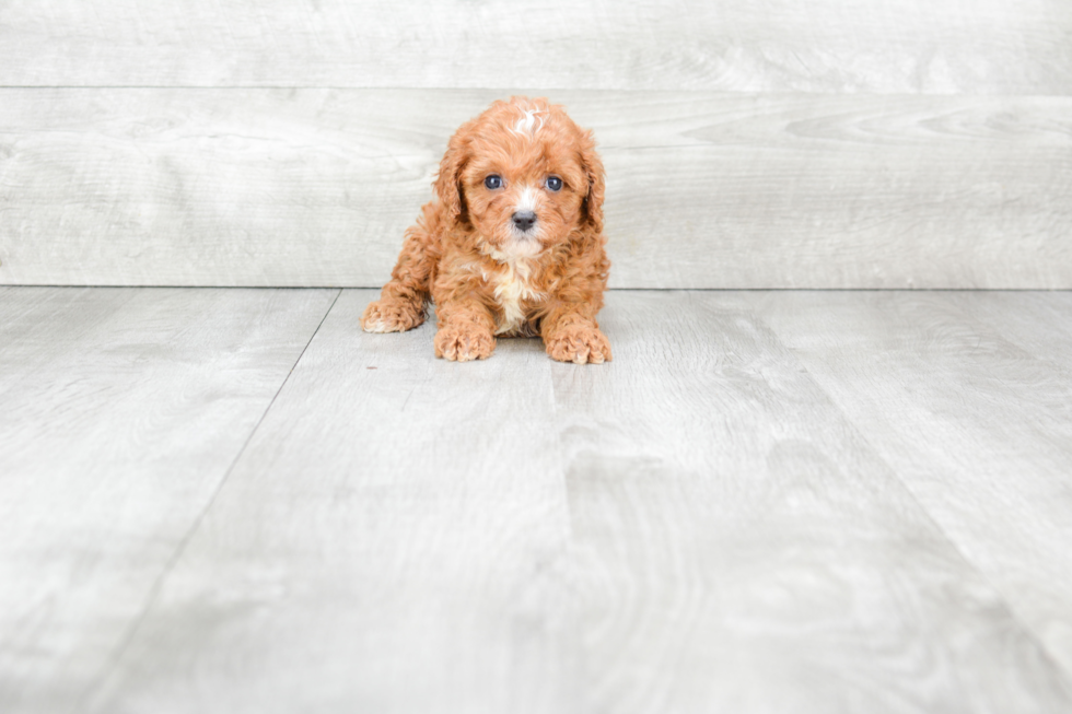 Little Cavoodle Poodle Mix Puppy