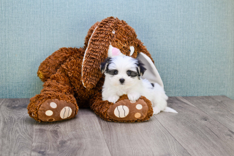 Morkie Pup Being Cute