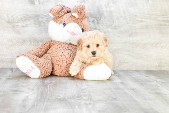 Little Maltepoo Poodle Mix Puppy