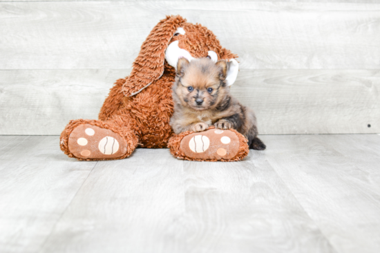 Sweet Pomeranian Purebred Puppy