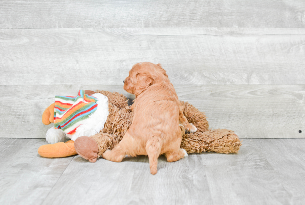 Small Cavapoo Baby