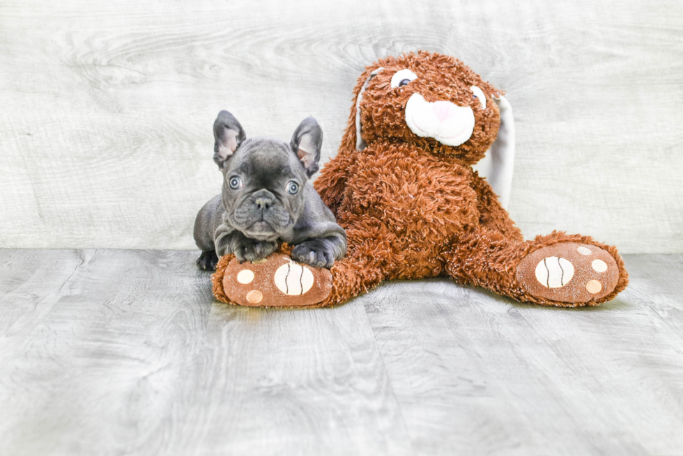 French Bulldog Puppy for Adoption