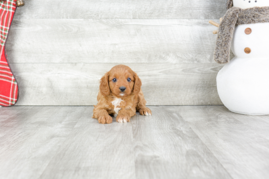 Best Cavapoo Baby