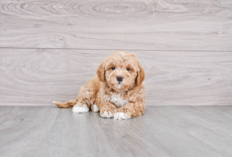 Mini Goldendoodle Pup Being Cute