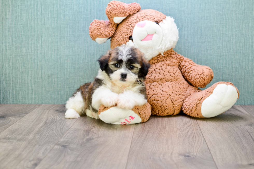 Cute Teddy Bear Baby