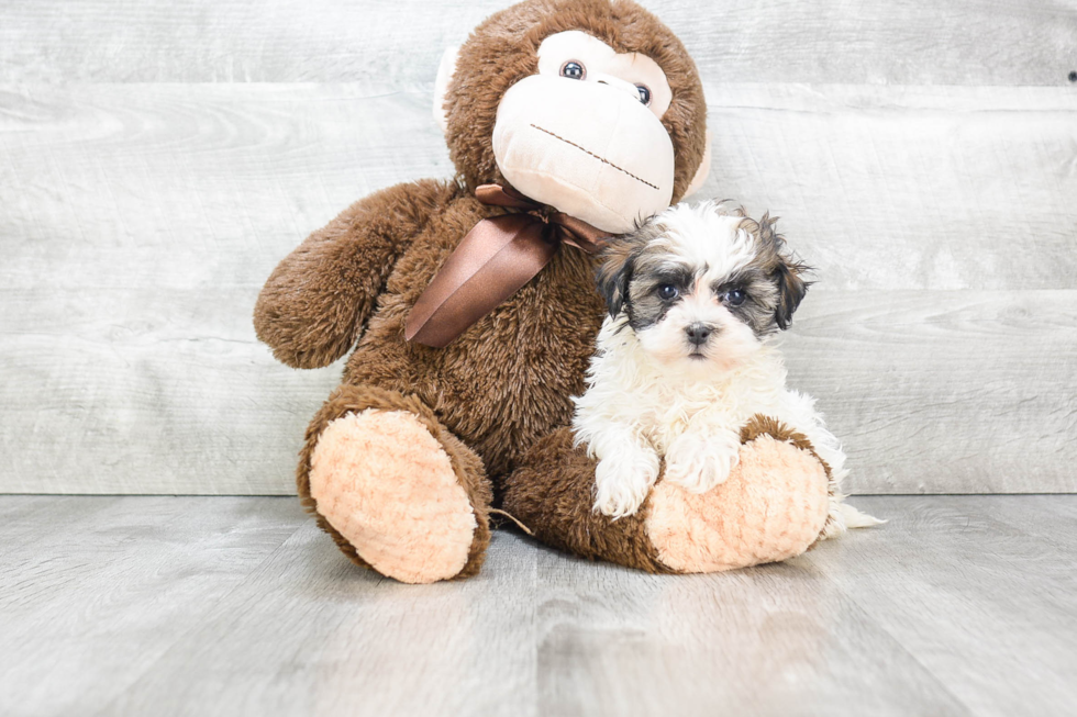 Small Havanese Baby