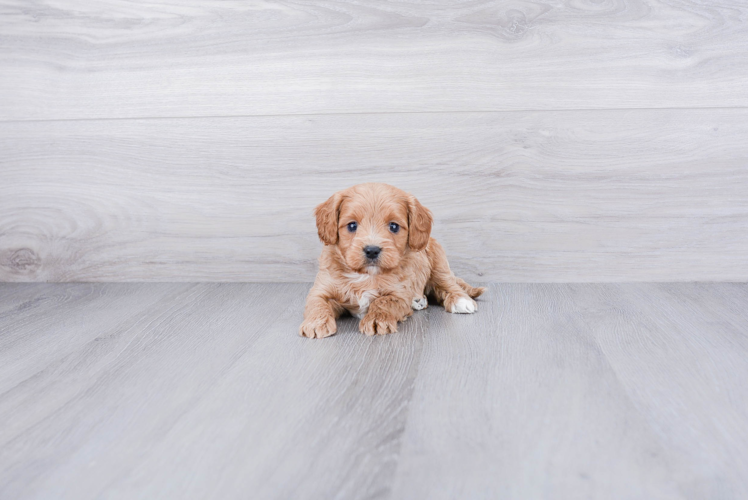 Adorable Cavoodle Poodle Mix Puppy