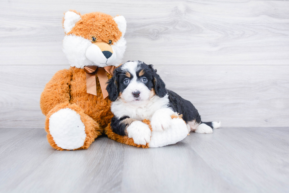 Best Mini Bernedoodle Baby