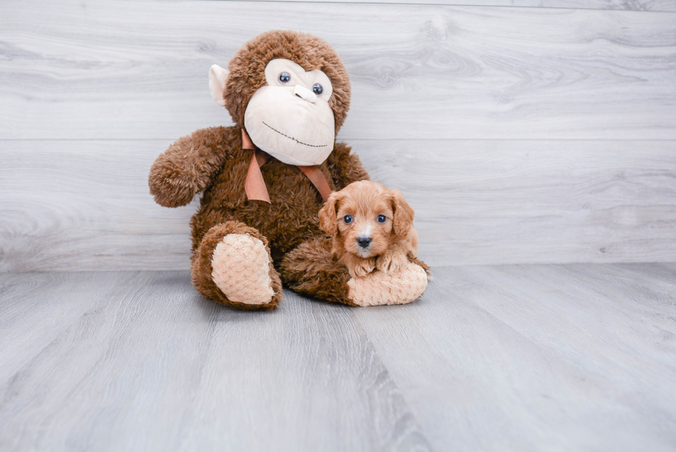 Smart Cavapoo Poodle Mix Pup