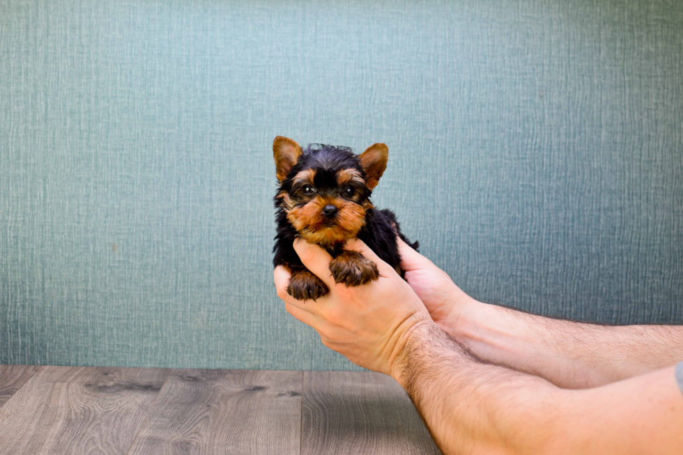 Meet Sebastian - our Yorkshire Terrier Puppy Photo 