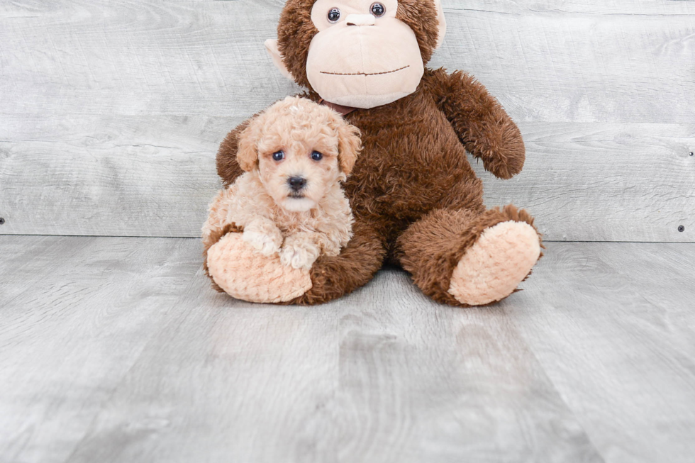 Fluffy Maltipoo Poodle Mix Pup