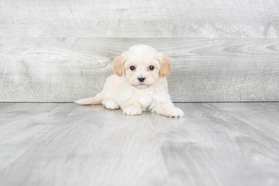 Popular Maltipoo Poodle Mix Pup