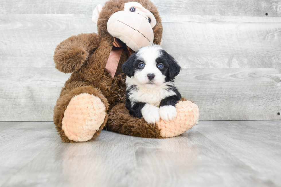 Fluffy Mini Bernedoodle Poodle Mix Pup