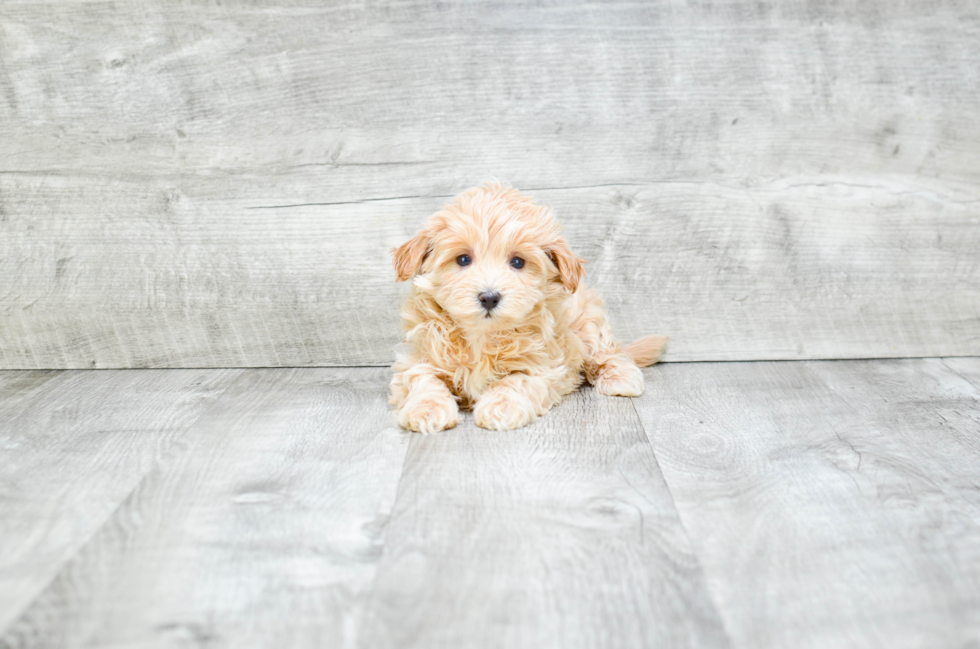 Maltipoo Pup Being Cute