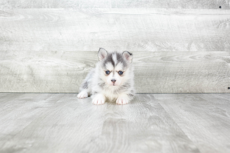 Pomsky Puppy for Adoption