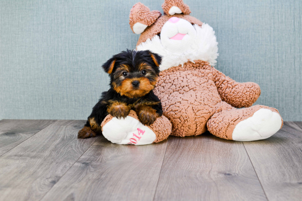 Meet Lisa - our Yorkshire Terrier Puppy Photo 