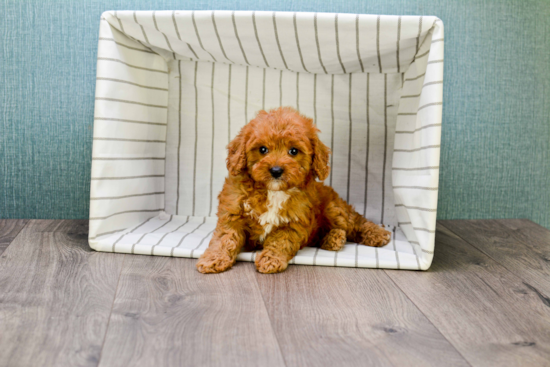 Adorable Cavoodle Poodle Mix Puppy