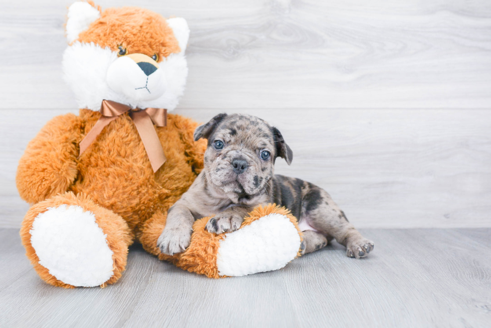 Sweet Frenchie Purebred Puppy