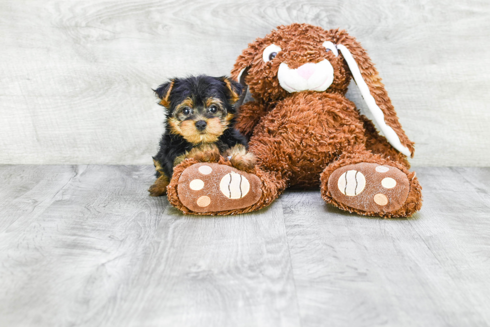 Meet Giselle - our Yorkshire Terrier Puppy Photo 