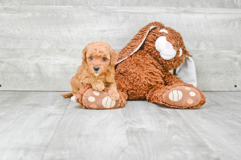 Mini Goldendoodle Pup Being Cute