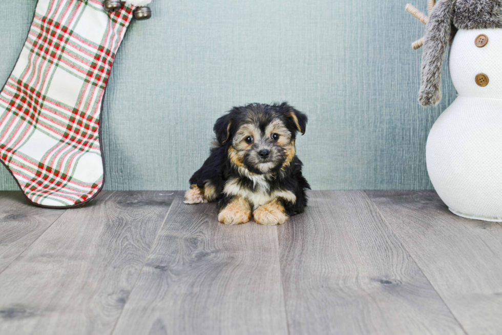 Morkie Pup Being Cute