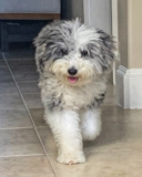 Funny Mini Sheepadoodle Pup