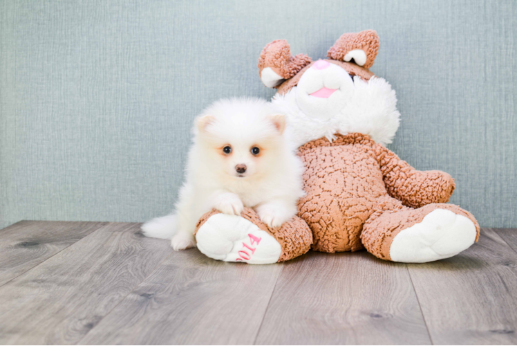 Pomeranian Pup Being Cute