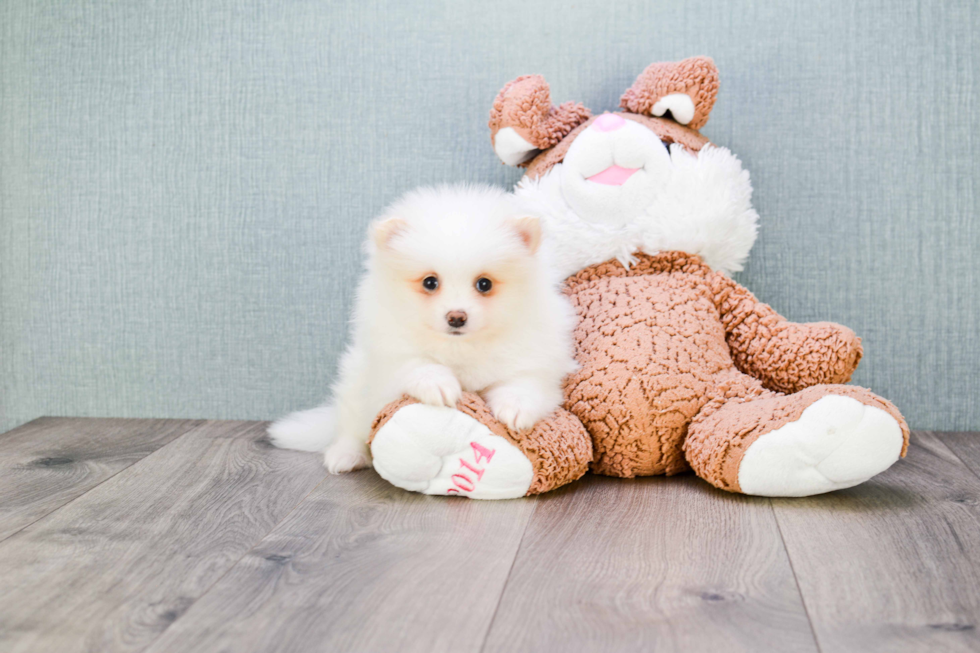 Pomeranian Pup Being Cute