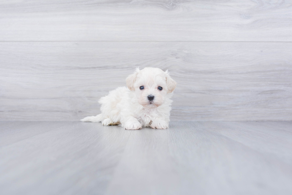 Maltipoo Puppy for Adoption