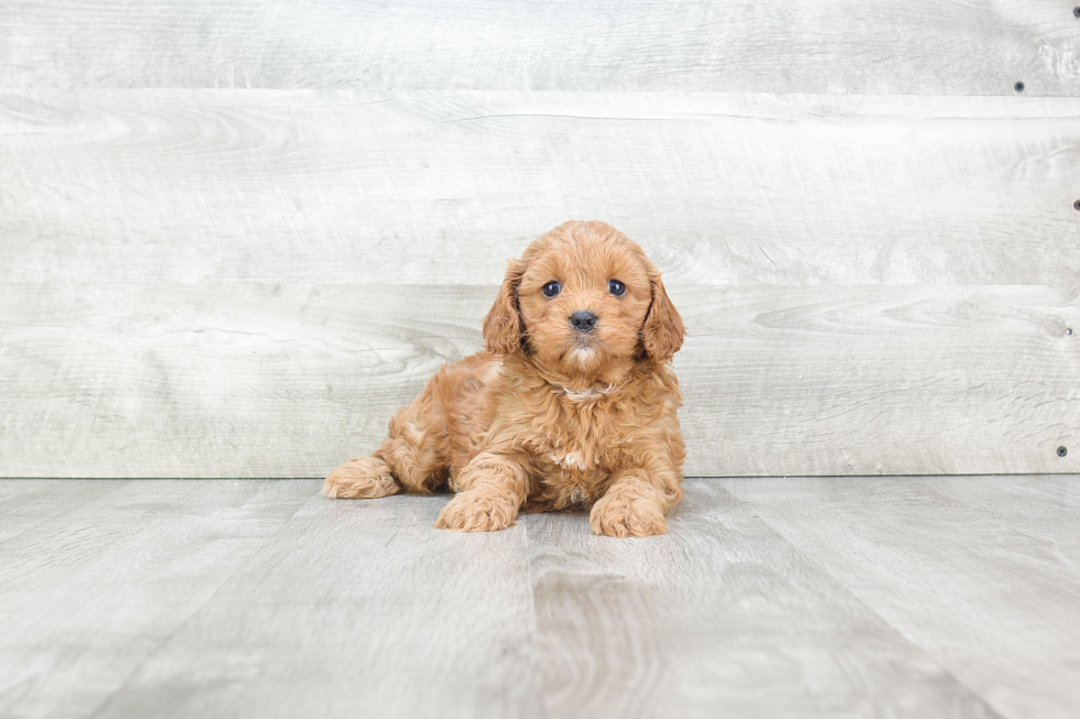 Cavapoo Pup Being Cute