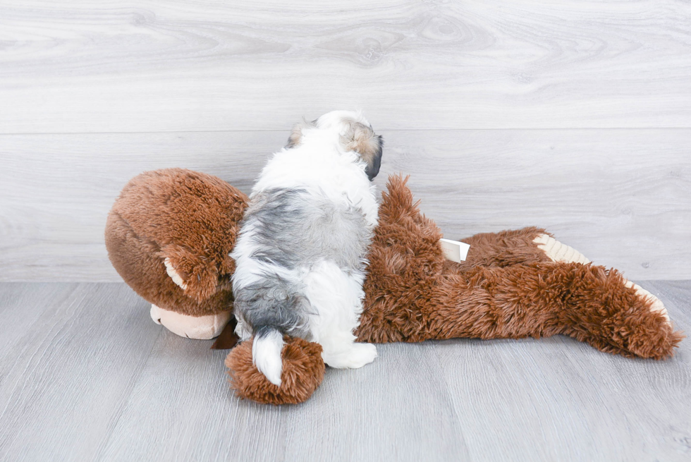 Havanese Pup Being Cute