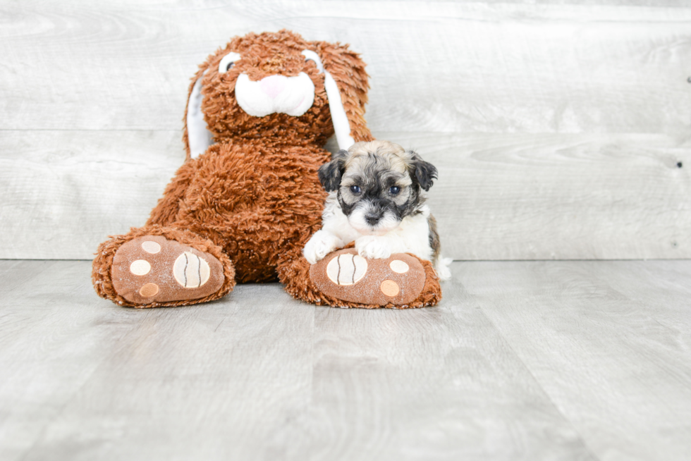 Havanese Puppy for Adoption