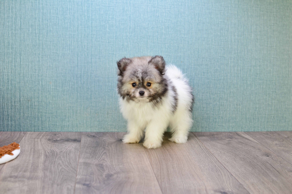 Maltipom Puppy for Adoption