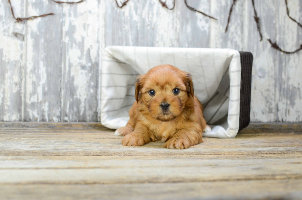 Shorkie Pup Being Cute