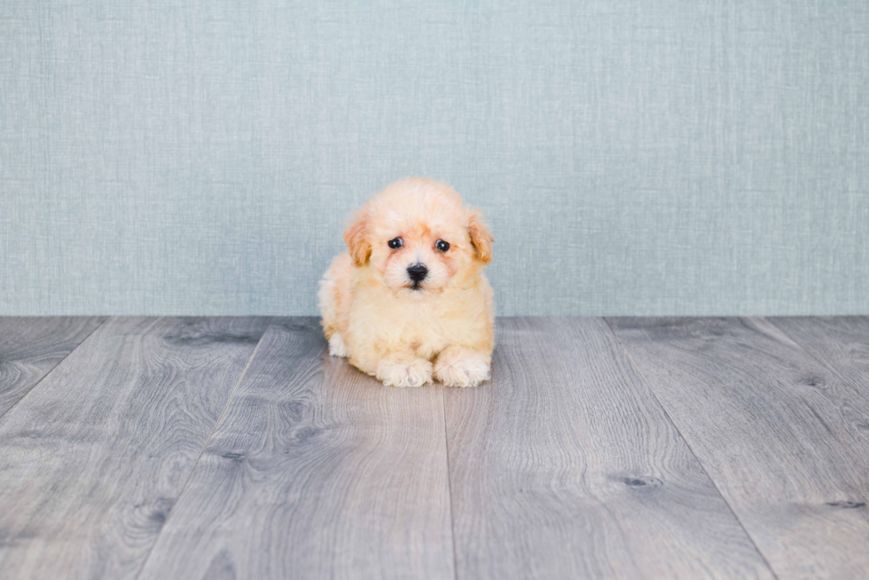 Sweet Maltipoo Baby