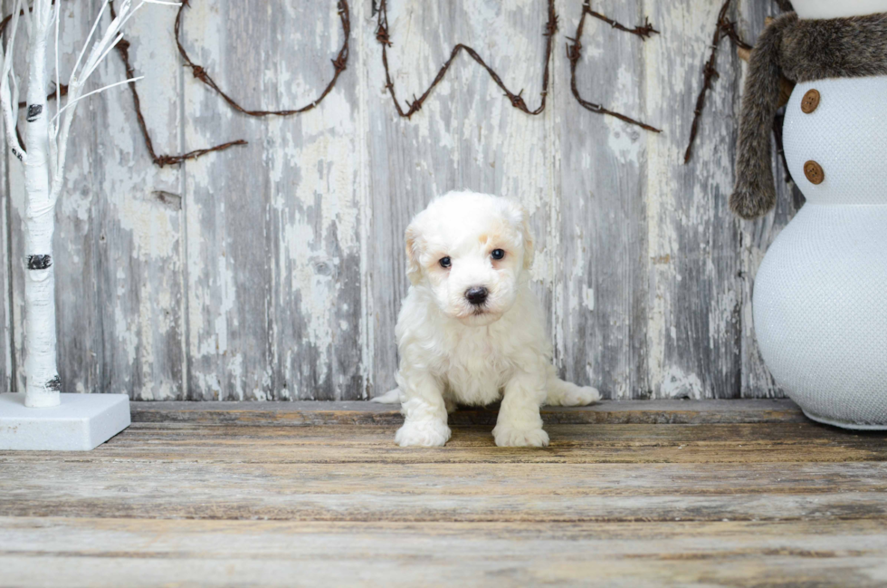 Best Bichon Frise Baby