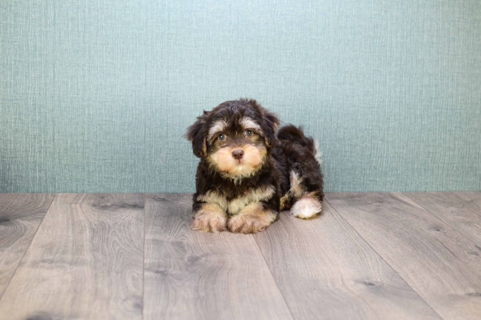 Akc Registered Havanese Baby