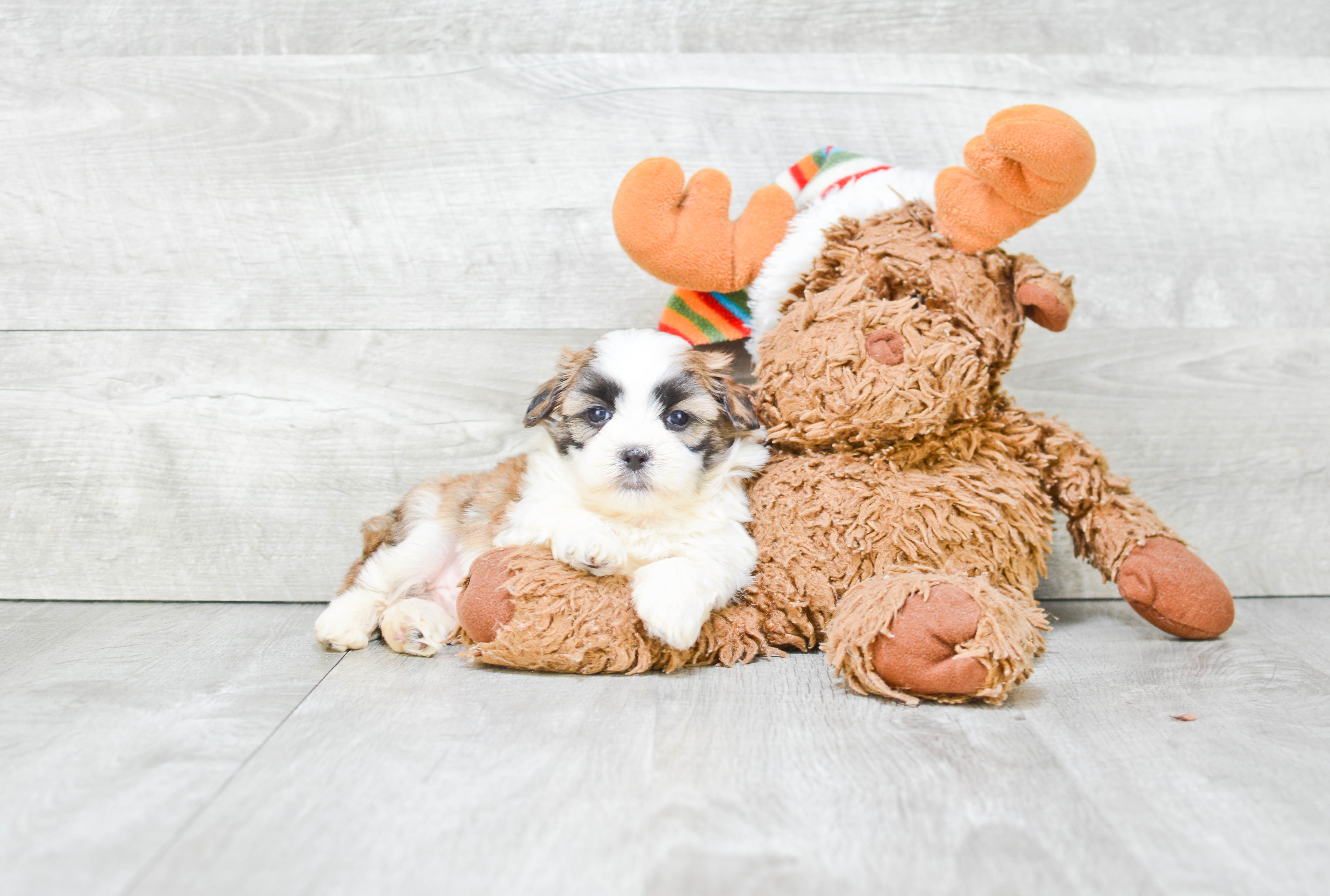 Best Teddy Bear Baby