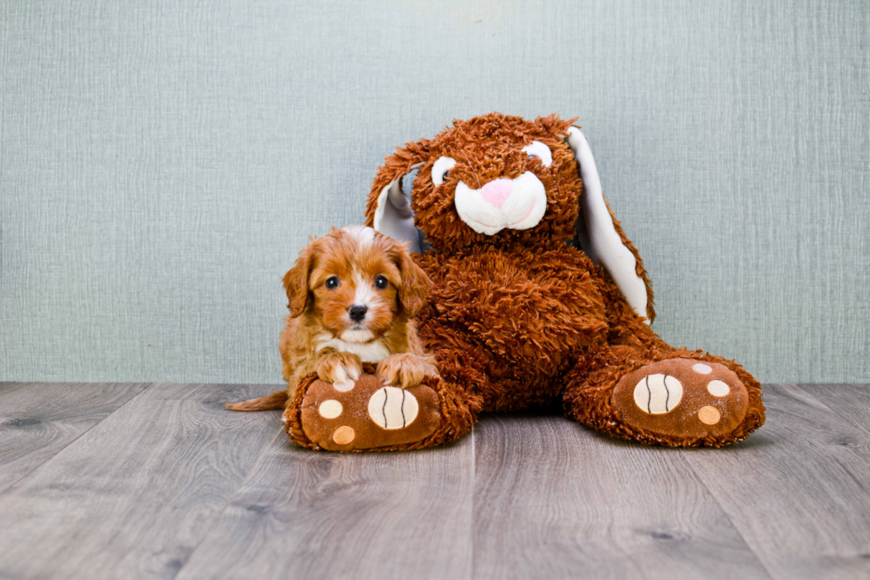 Adorable Cavoodle Poodle Mix Puppy