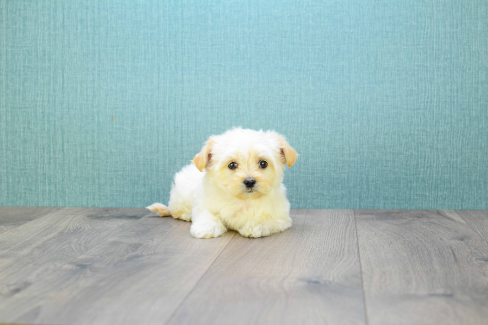 Maltipoo Puppy for Adoption