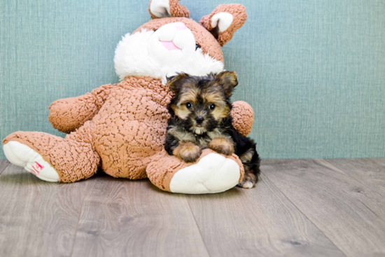 Energetic Yorkie Designer Puppy