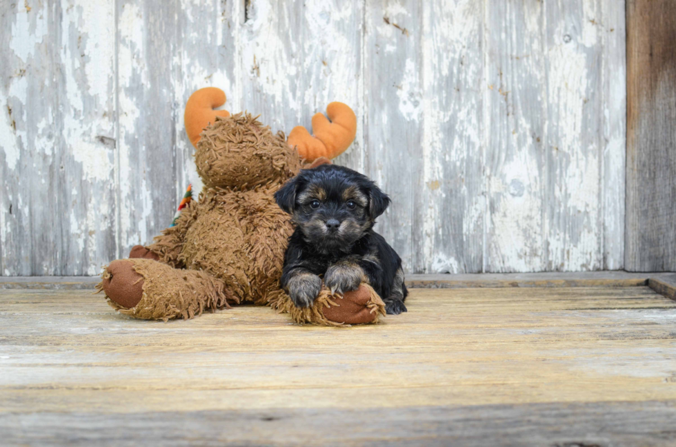 Little Yorkie Designer Puppy