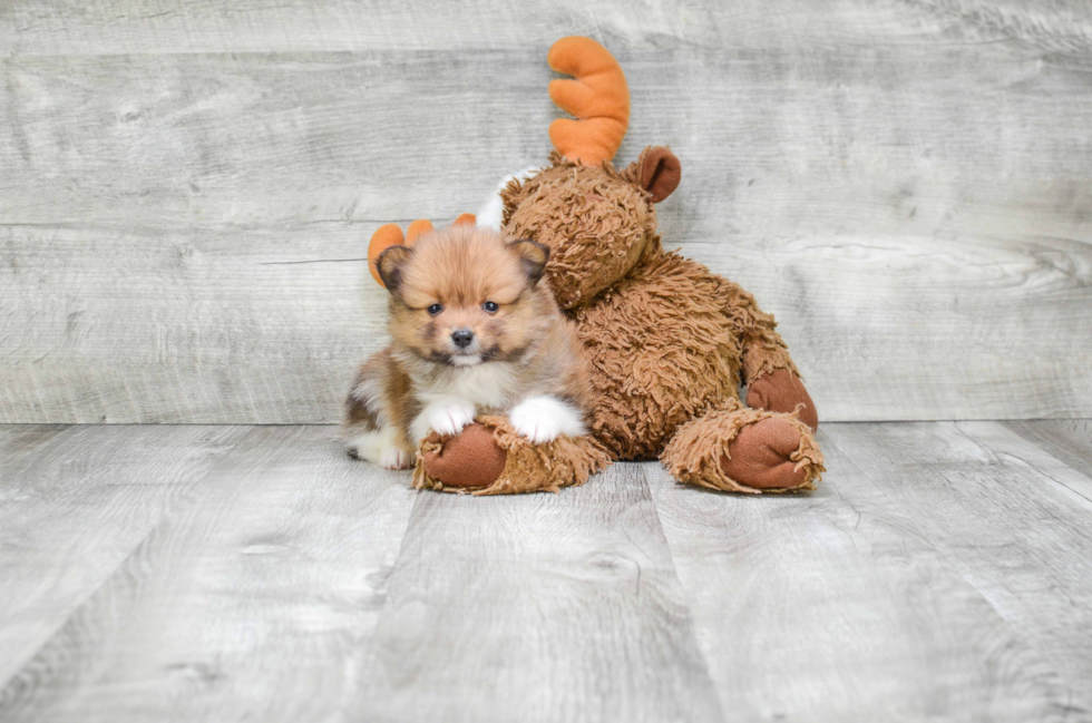 Best Pomeranian Baby