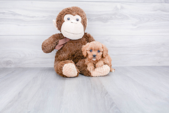 Cavapoo Pup Being Cute